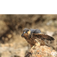 گونه لیل Eurasian Hobby